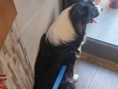-爱侣·安琦尔宠物医院·中兽医针灸·心内科·狂犬免疫点(宝山区院)