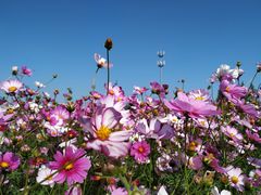 -田园东方蜜桃村的田野营地