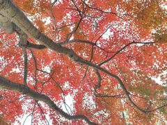 -高子水居