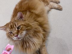 -藏猫猫咖啡主题馆(中央大道店)