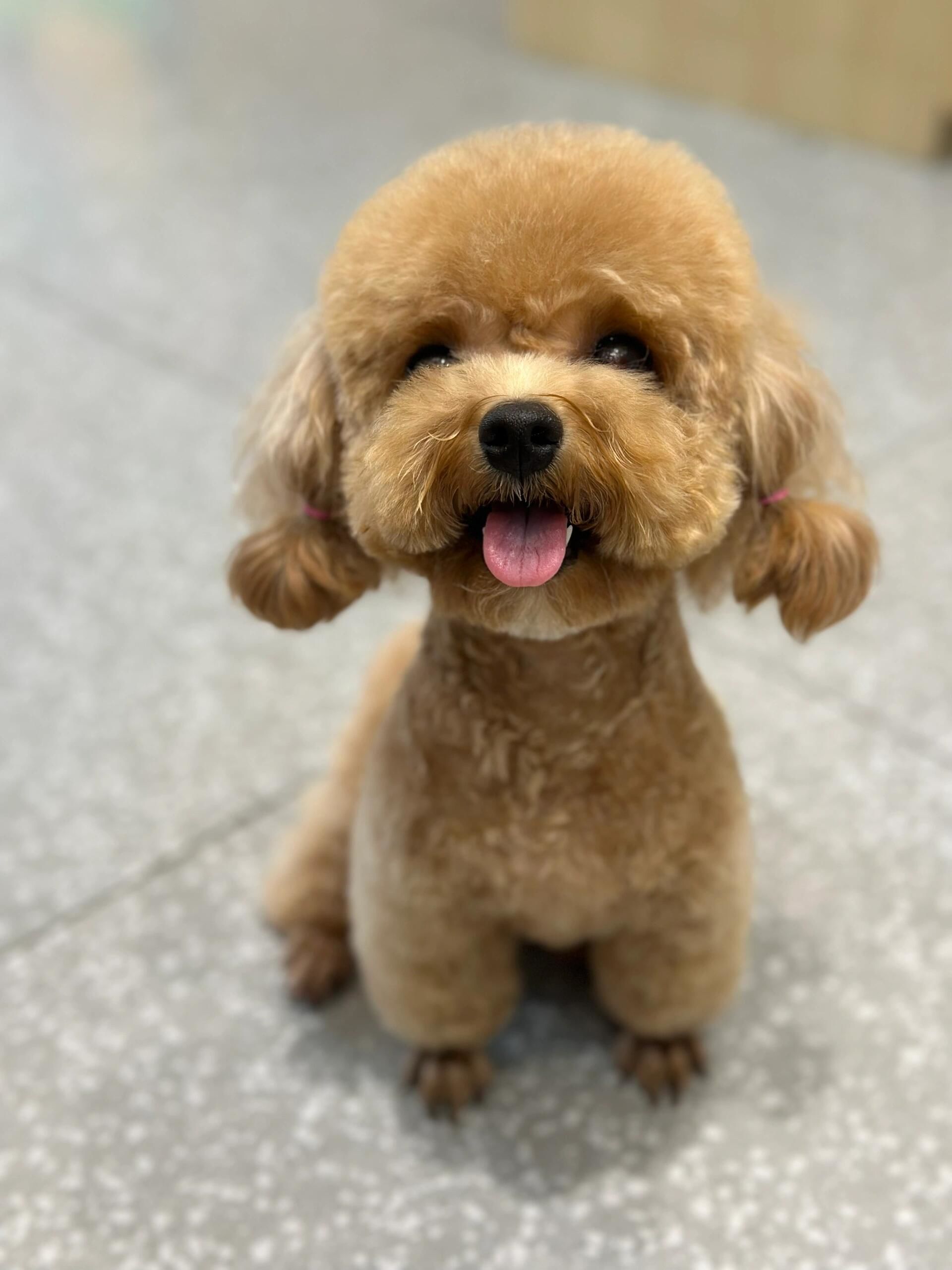 另一个带小狗来洗澡的小姐姐说:这小狗一看就是女孩子#萌宠 #宠物店