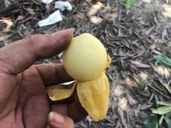 -塘栖枇杷特色园区