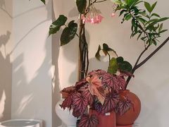 -花神·轻食简餐·咖啡馆·花卉绿植(荷兰花卉小镇店)