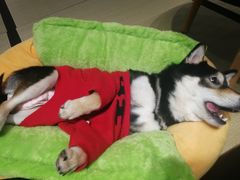 -逗柴咖啡屋·狗咖猫咖宠物桌游