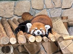 -绿色星球动物主题公园
