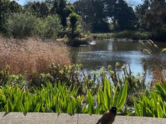 -墨尔本皇家植物园