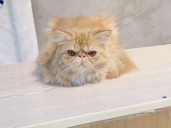 -Heymao猫咖.咖啡厅(东门店)