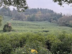 -树山生态村