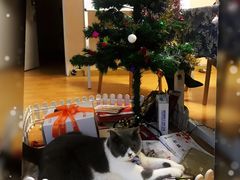 -猫音日语留学培训