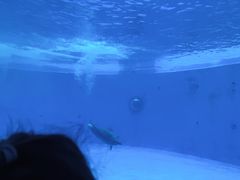 -海合安成都极地海洋公园