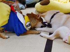 -逗柴咖啡屋·狗咖猫咖宠物桌游