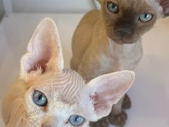 -翊宠yipet猫狗购宠庄园犬舍•猫舍