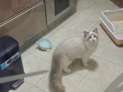 -屋虎猫馆(宝安大仟里店)