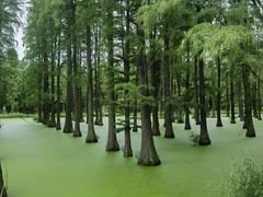 -渌洋湖湿地公园