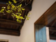 -竹子咖啡bamboo coffee