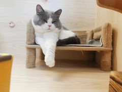 -猫宠乐园·专业洗护