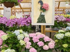 -荷兰花海