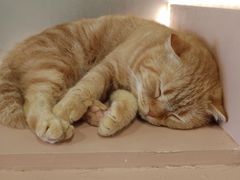 -猫儿山۰猫主题餐厅