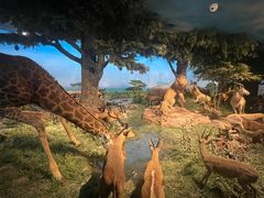 -国家自然博物馆