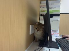 -瑞派康怡24h宠物医院·犬猫医疗中心·微创绝育(瑞景分院)