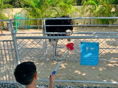 -三亚亚龙湾天域度假酒店