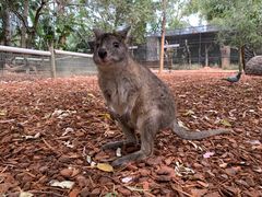 -费瑟代尔野生动物园