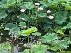 -七的湖·晚芳亭·阳澄湖农家菜·大闸蟹(莲花岛店)