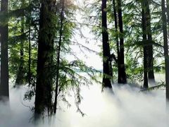 -东湖落雁景区