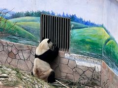 -青藏高原野生动物园