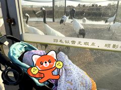 -盐城丹顶鹤湿地生态旅游区
