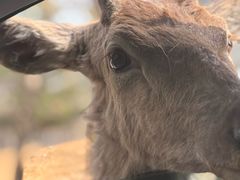 -秦皇岛野生动物园