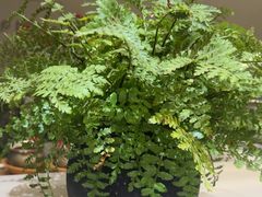 -隅乐胡椒虾·台湾菜·团建(皇岗店)