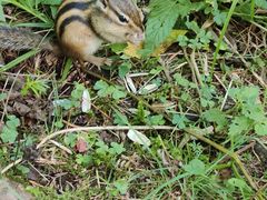 -五营红松林海景区