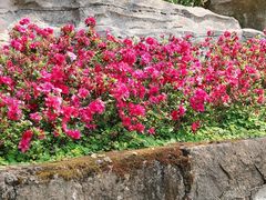 -重庆彩云湖湿地公园