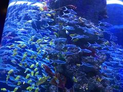 -芜湖新华联大白鲸海洋公园