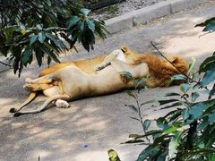 -大连森林动物园