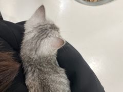 -瑞派动物医院·绝育·犬猫全科·预防医学(光景江南中店)