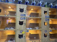 -小猫来了猫舍(福田店)