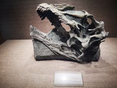 -自贡恐龙博物馆