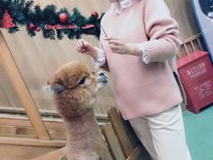 -藦茜花园宠物主题亲子互动体验馆(国顺东路店)
