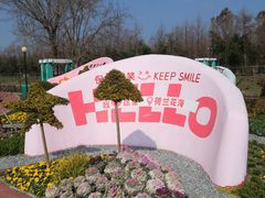 -荷兰花海