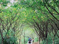 -铁山坪森林公园