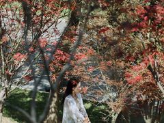 -广州市帽峰山景区