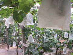 -马陆小张葡萄园农家乐