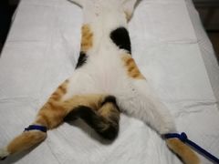-灵美宠物诊所