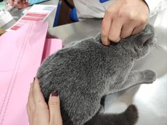 -瑞派名望志远动物医院·猫科·內科·异宠专科(直港大道店)