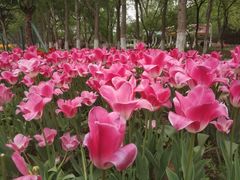 -石家庄市植物园