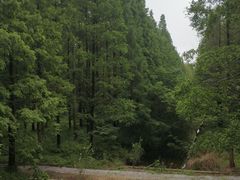 -黄海国家森林公园