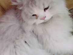 -猫咪博物馆(顶澳仔猫街店)