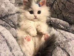 -袖虎·猫馆(体育西路店)